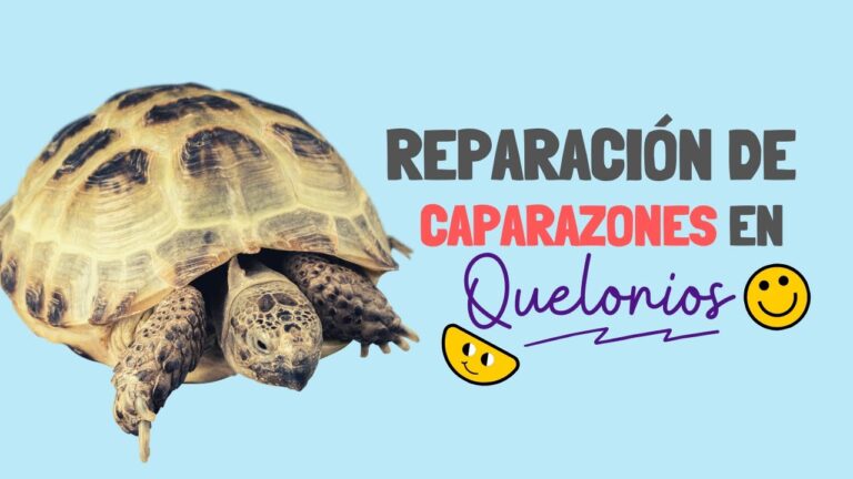 Voluntariado Ambiental en Rota: Oportunidades y Lugares