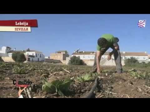 Gu&iacute;a para encontrar mercados ecol&oacute;gicos en Lebrija